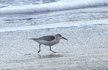 Sanderling